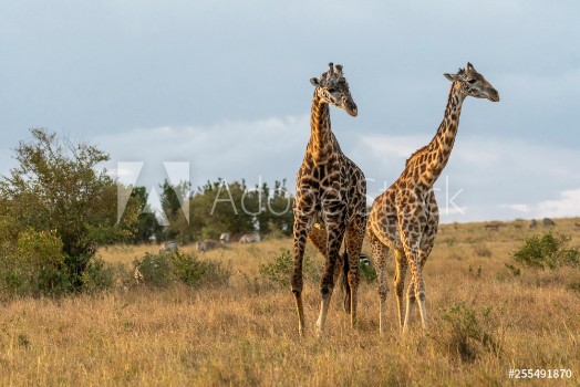 Picture of Male and female giraffe mating in Maasai Mara at sunset